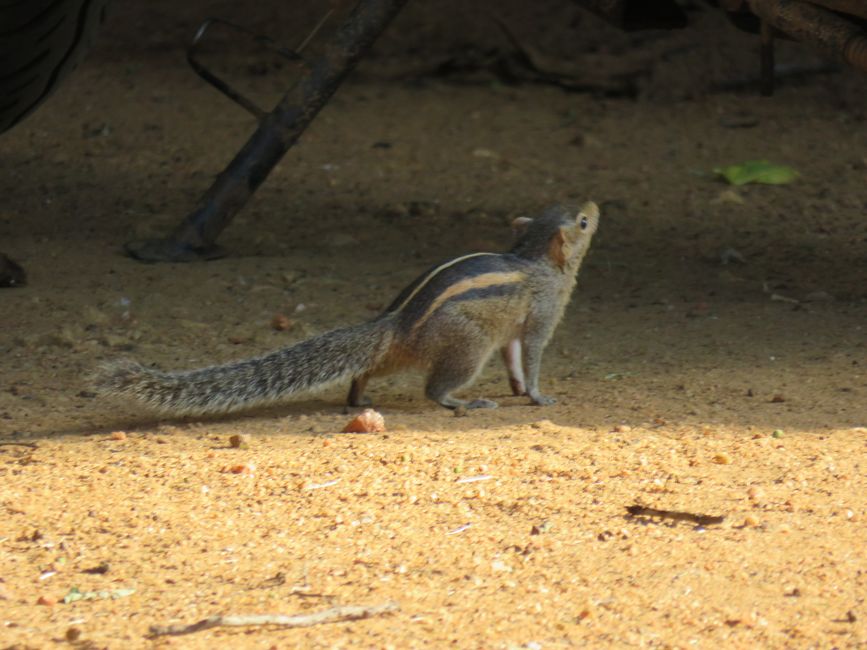 Polonnawaruna