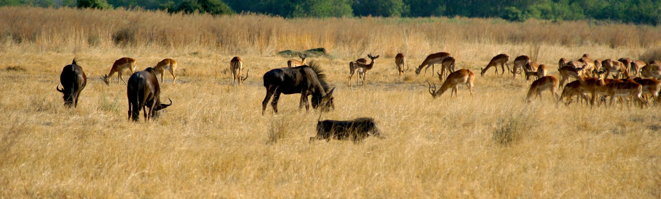 Okavango Delta, ein Eldorado für Tiergeschichten