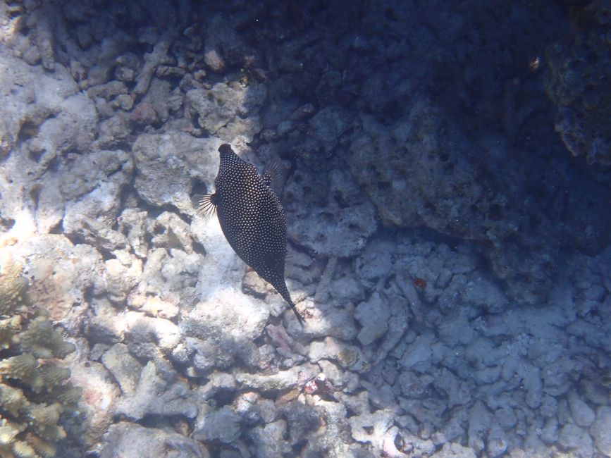 Weißpunkt-Kofferfisch / Spotted boxfish