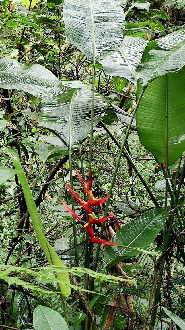 Brasil, Fortaleza Sendero del Bosque Tropical