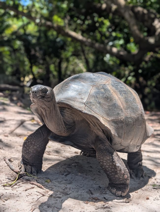 Ausflug auf die Schildkröten-Insel🐢
