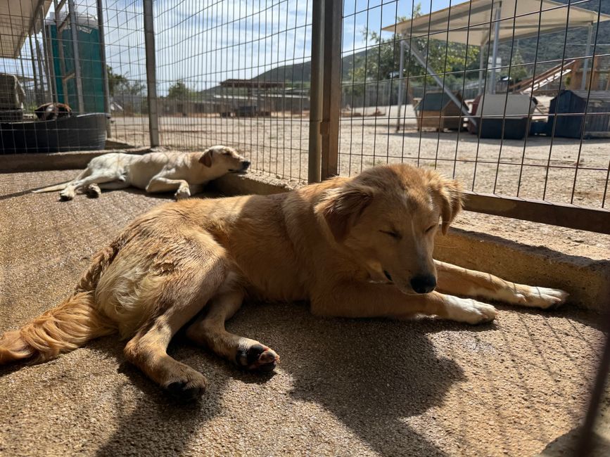 Chi ha lasciato uscire i cani?! Il primo giorno nel rifugio