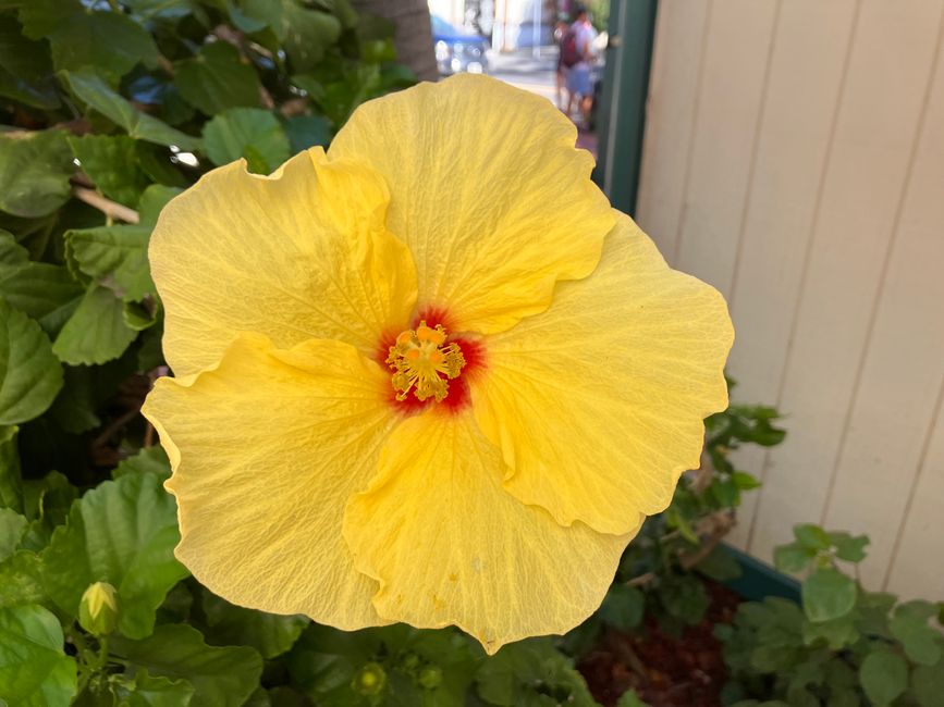 Yellow hibiscus on our way back to the hotel 