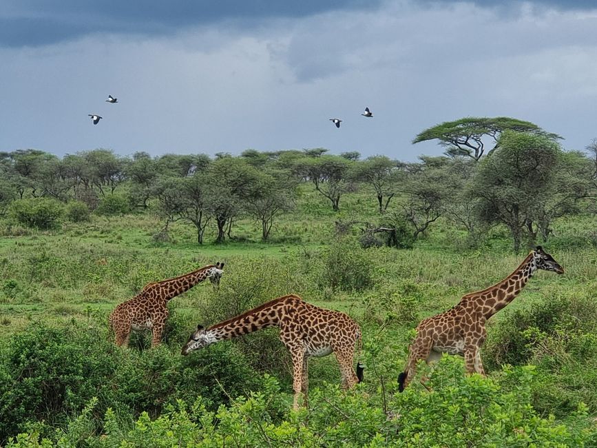 Tansania - Tag 5: Serengeti Nationalpark