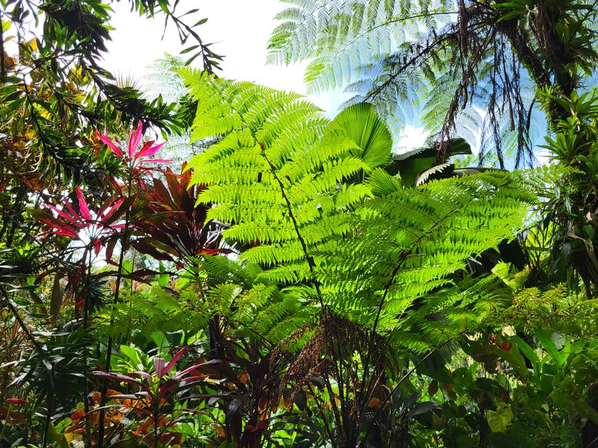 Montreal Garden
