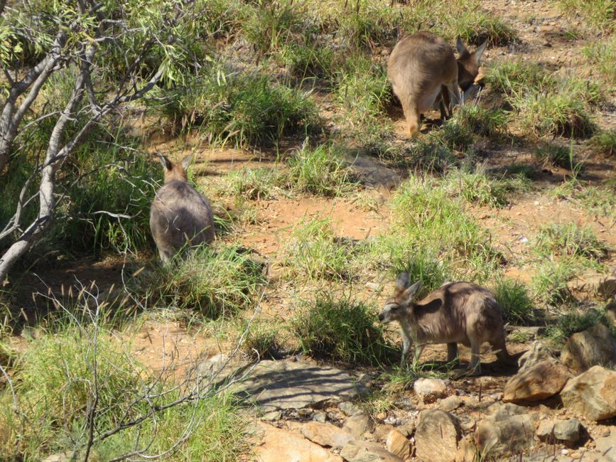 Wallabies de Rock à Pieds Noirs
