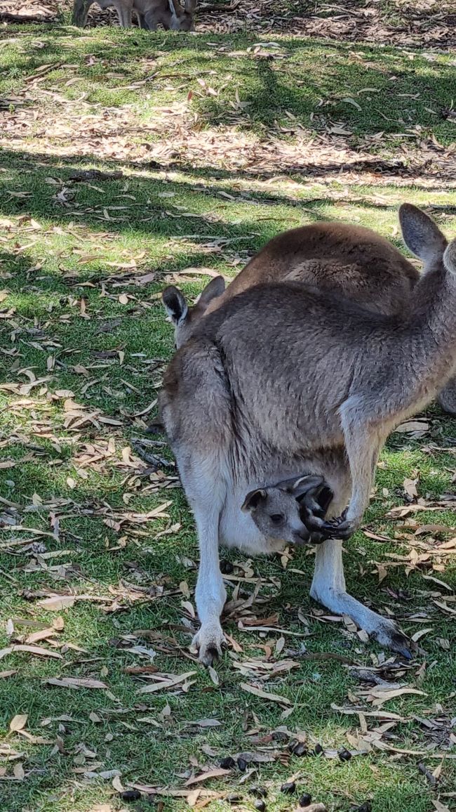 Wiedersehen in Adelaide, 11. und 12.01.25