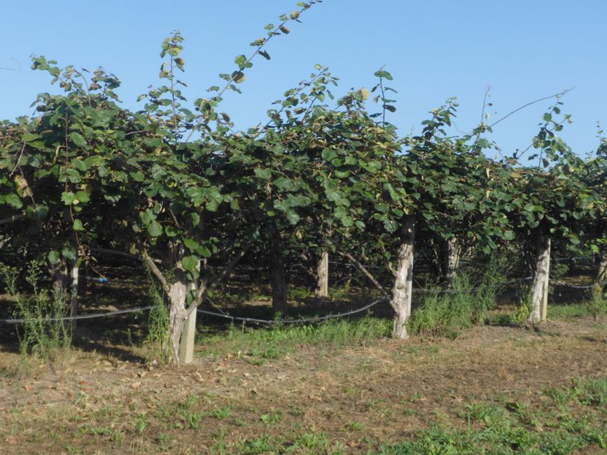 Mucho cultivo de frutas, aquí kiwis