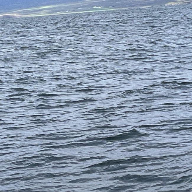 Whale Watching Husavik
