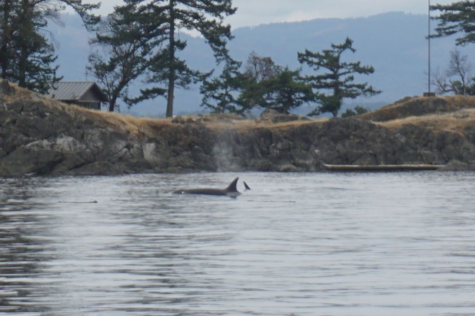 Day 18: Whale Watching