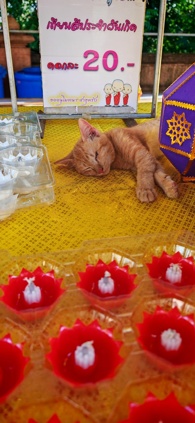 Wohlverdienter Mittagsschlaf