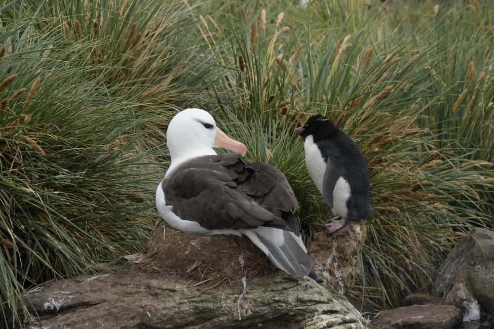 Schwarzbrauen-Albatros und Felsenpinguin / Black-browed albatros and Rockhopper penguin