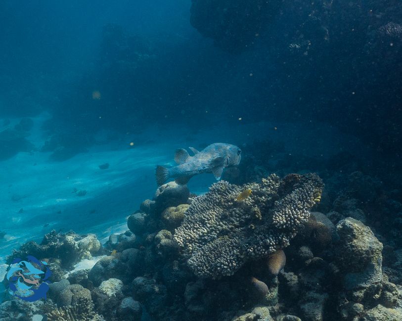 Snorkeling