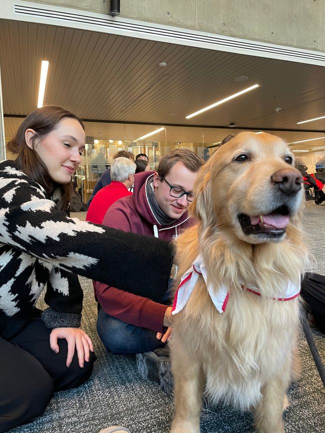 Therapy dogs