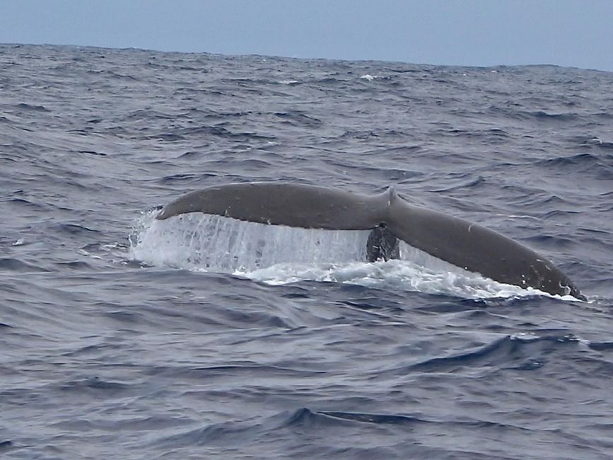 West-Maui und die Wale: Travis erzählt
