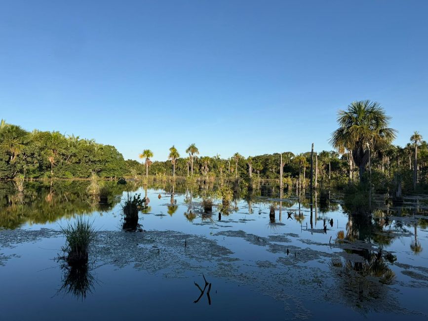Llegada a la región sur del Amazonas y visita a las Aras