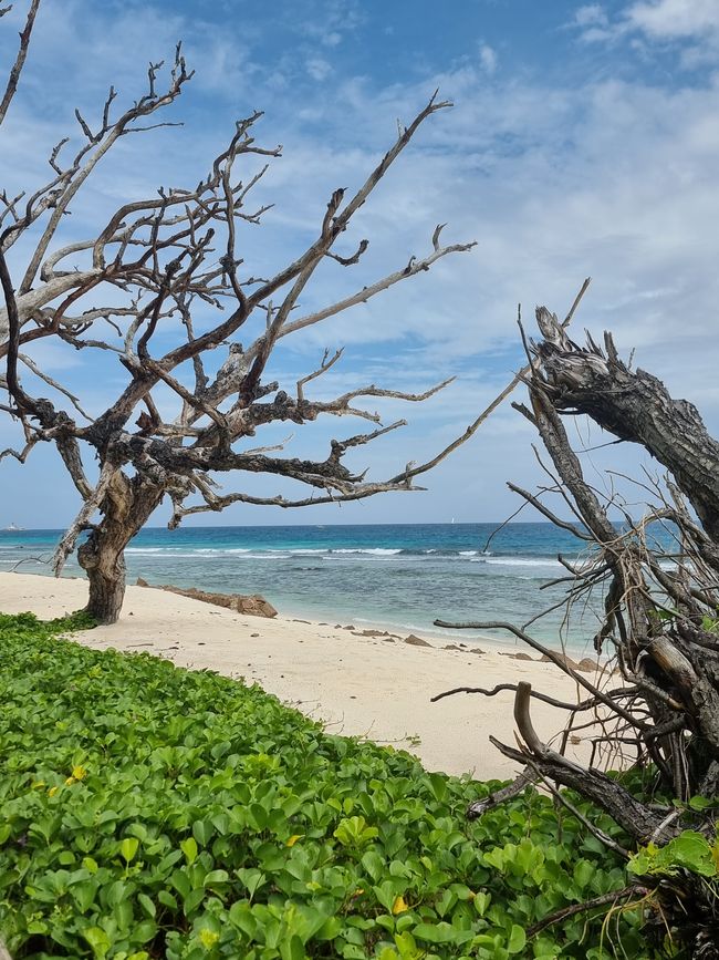 Seychellen - Tag 11: Inselhopping auf die Insel La Digue