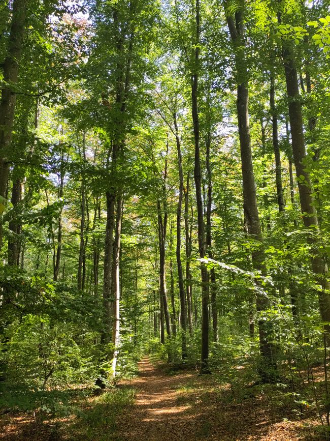 lichter Laubwald und schmale Wege