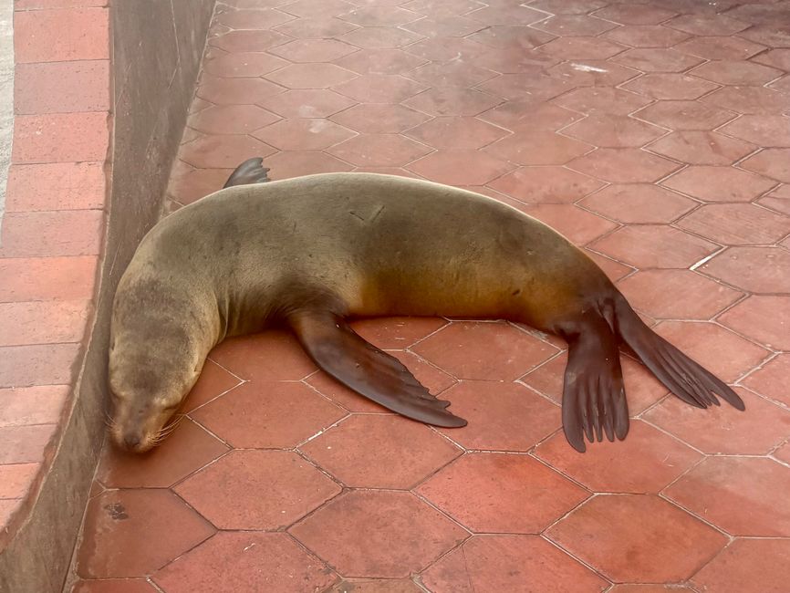 Santa Cruz (Galápagos)