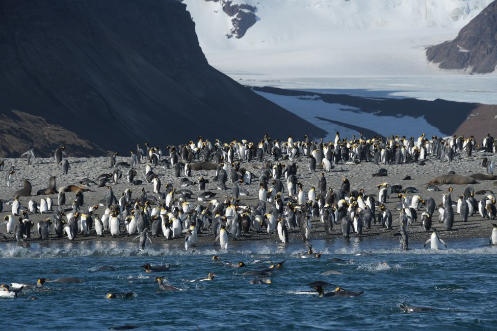 Königspinguine / King penguins