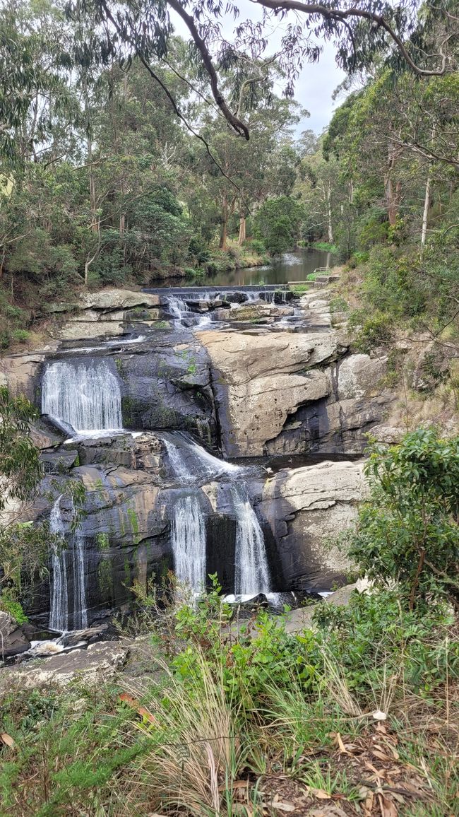 Tarra Bulga Visitor Center