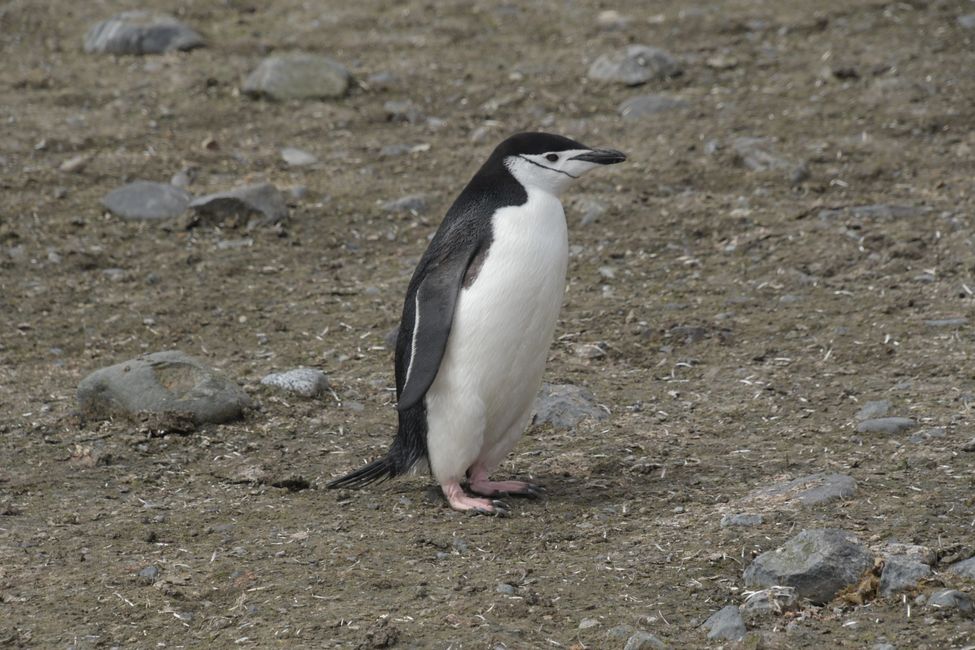 Zügelpinguin / Chinstrap penguin