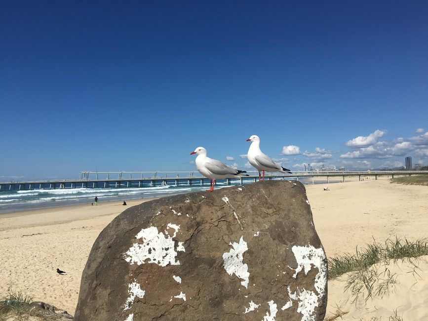 Sunshine Coast and Brisbane