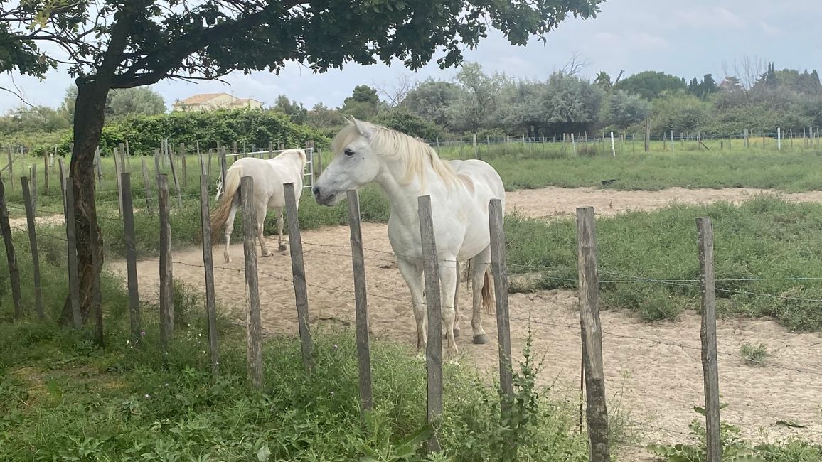 Camargue Aigues-Mortes