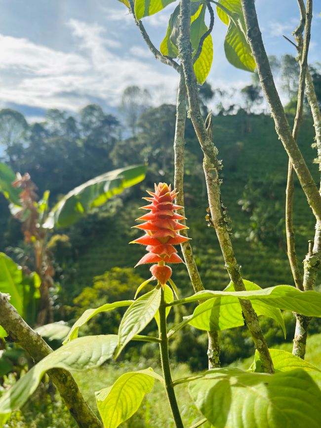 Cocora Valley