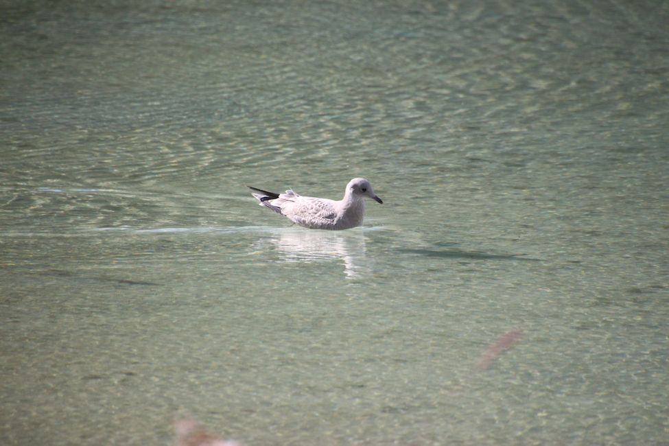 Tag 19: Boya Lake (Tā Ch’ilā Park): Kanufahren auf dem schönsten See Kanadas