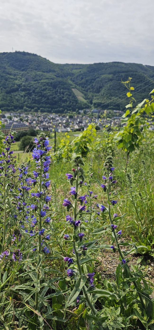 Cochem on the Moselle