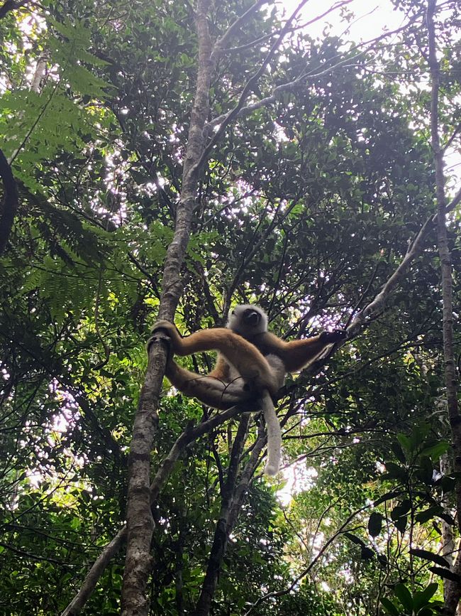 Maravilla de la naturaleza - Parque Nacional Andasibe
