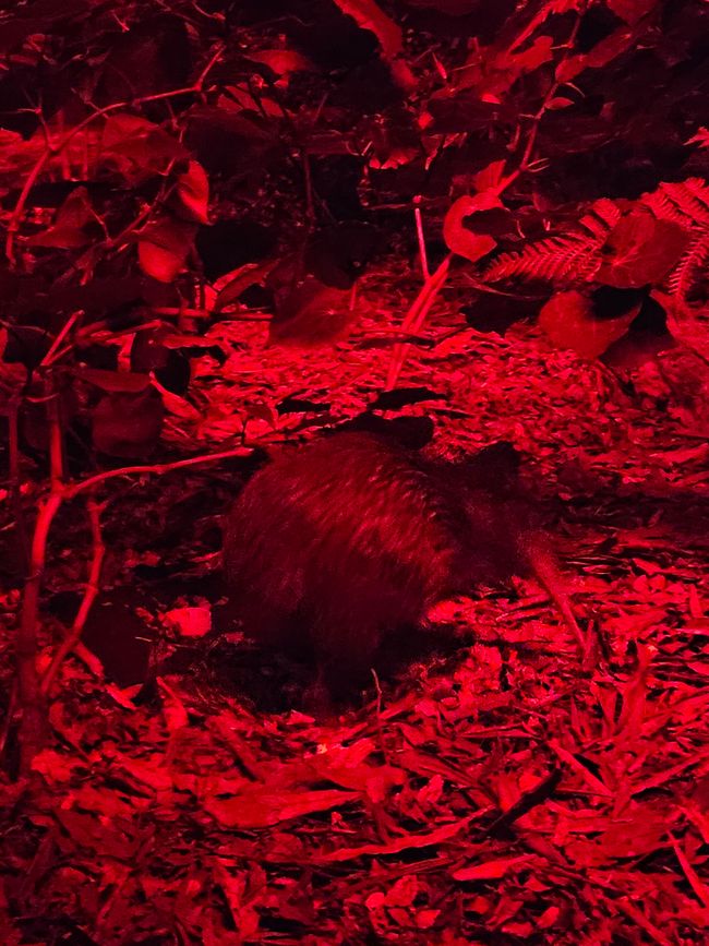 Kiwi