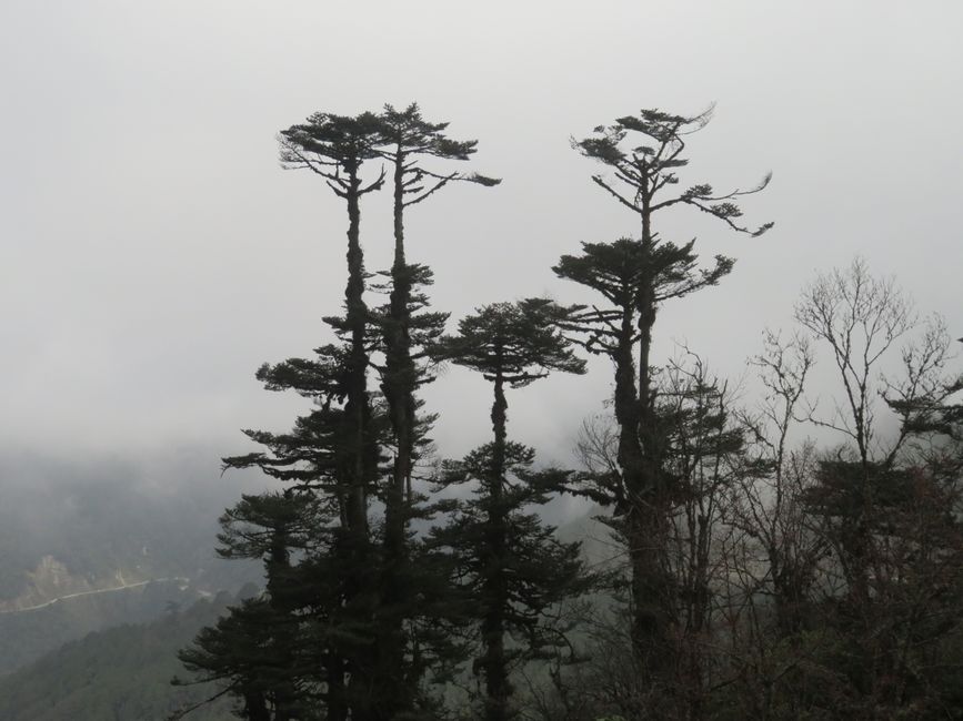 Nebel