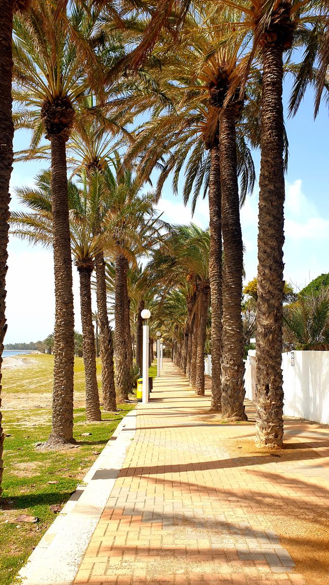 Alicante?...no grazie 609