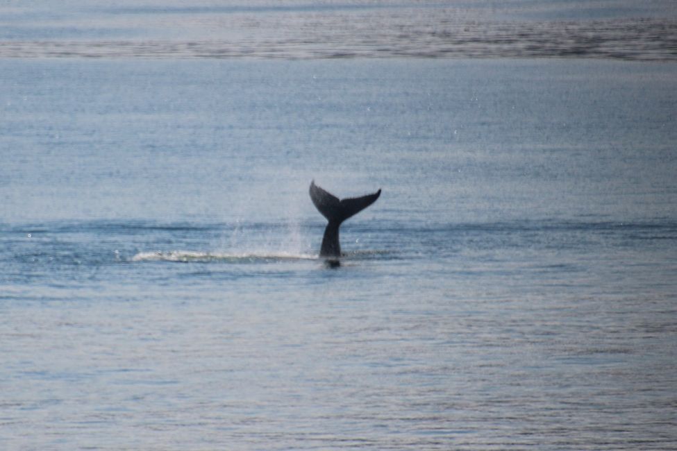 Whale Watching during the ferry ride