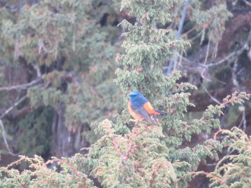 Vogelsichtung 1