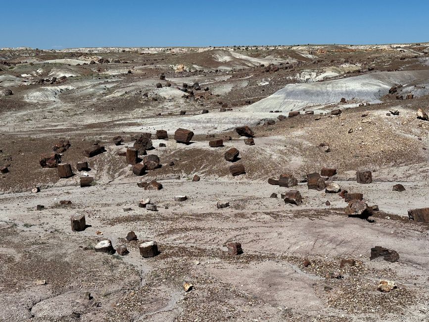 2. Tag: Petrified Forest NP