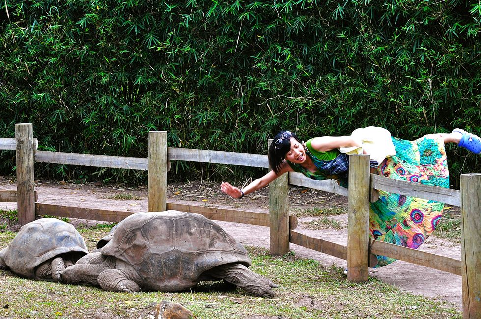 Tortugas gigantes en Chamarel