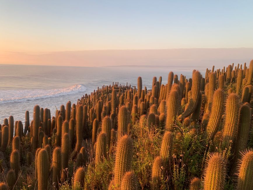Punta de Lobos