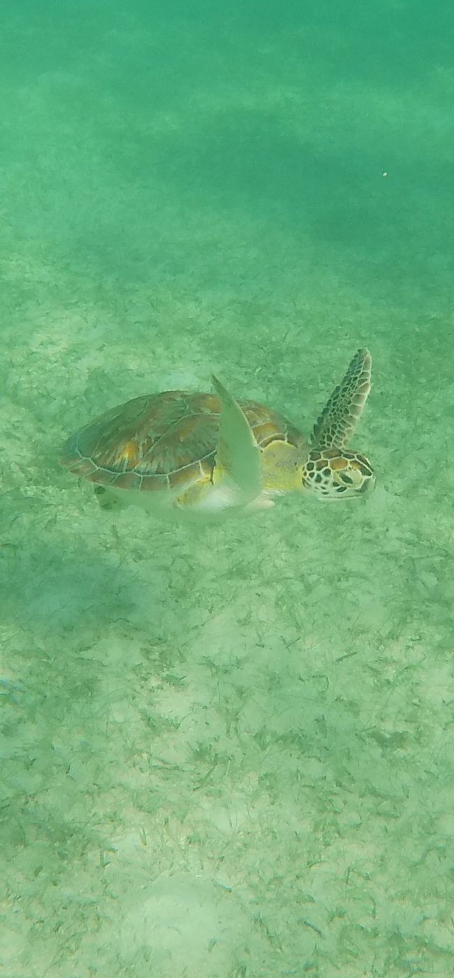 Turtles and Cenotes