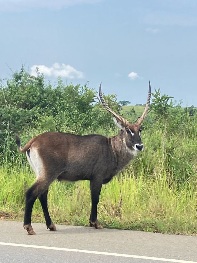 Nationalpark Murchison Falls