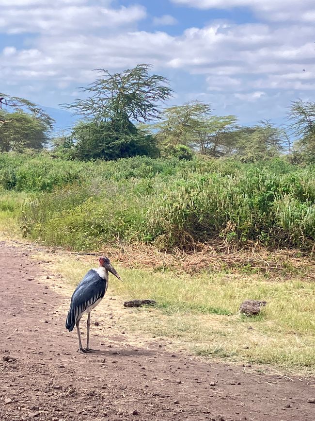 Il Cratere di Ngorongoro