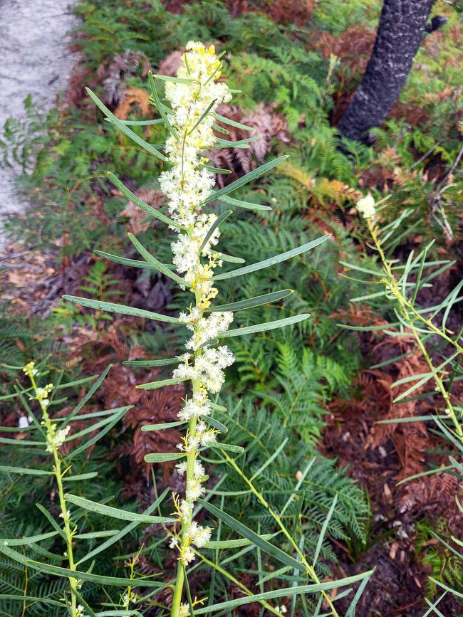 Attualmente ci sono quasi pochi fiori