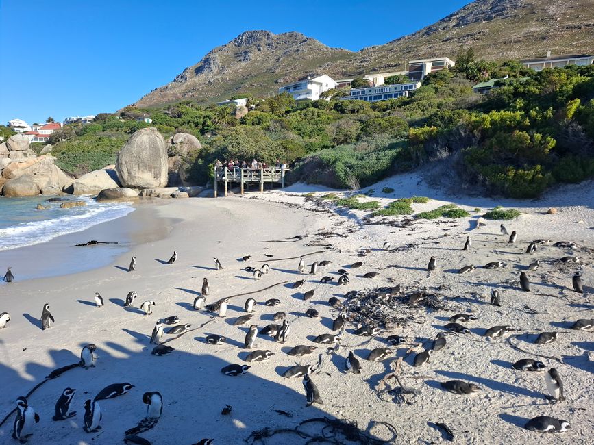 Cabo de Buena Esperanza + Playa de Boulders