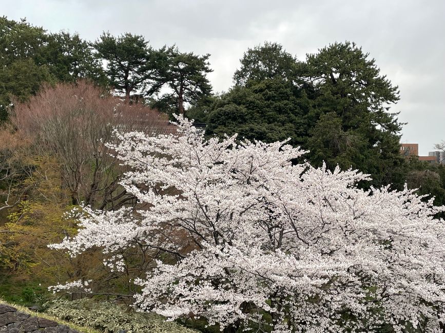 Kenrokuen Garten