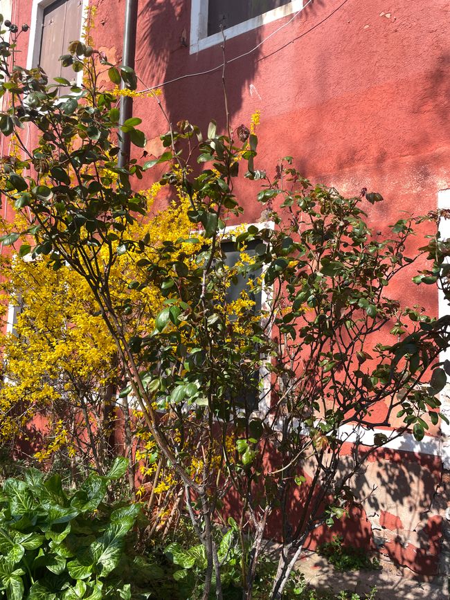 Giardino antistante