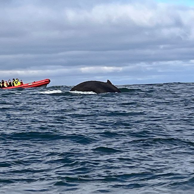 Whale Watching Husavik