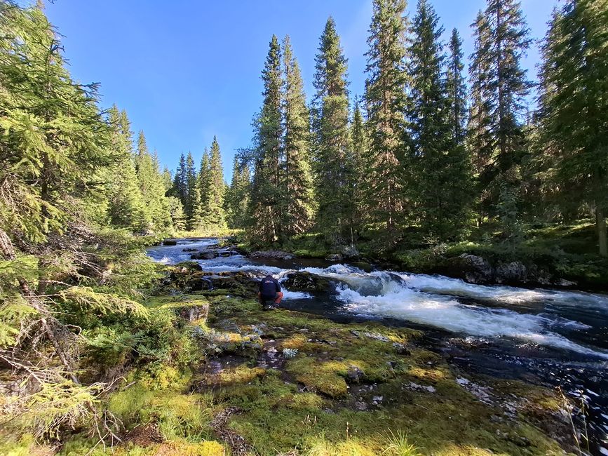 Parc national de Fulufjellet - Safari d'élans