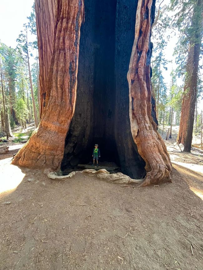Giganteschi giganti nella Sequoia
